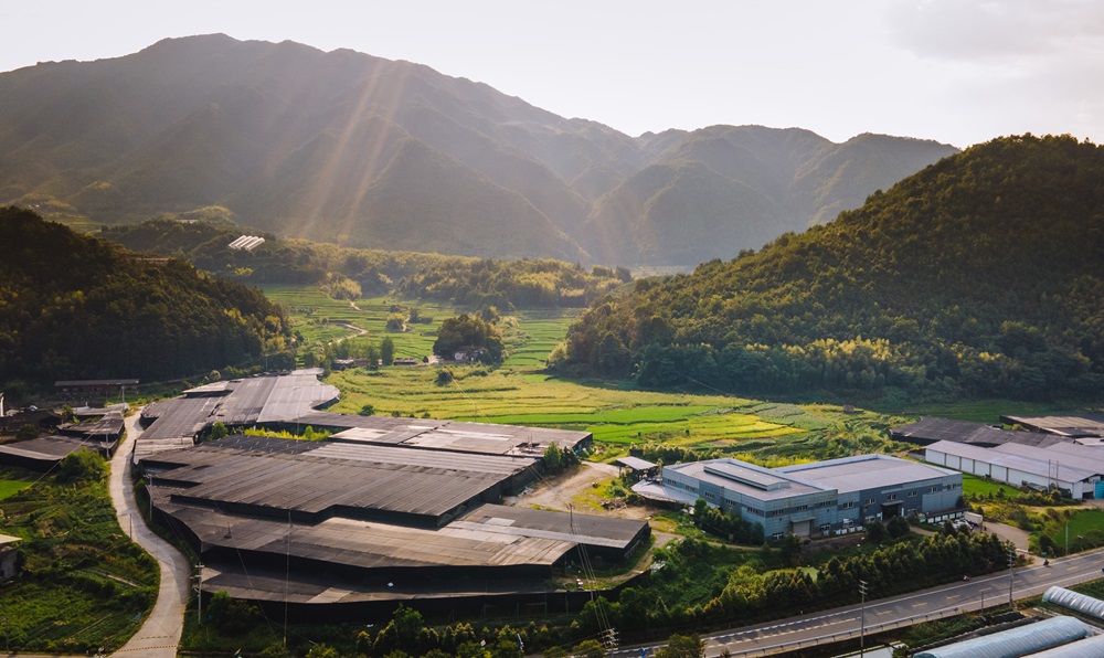 baixing mushroom plant.jpg